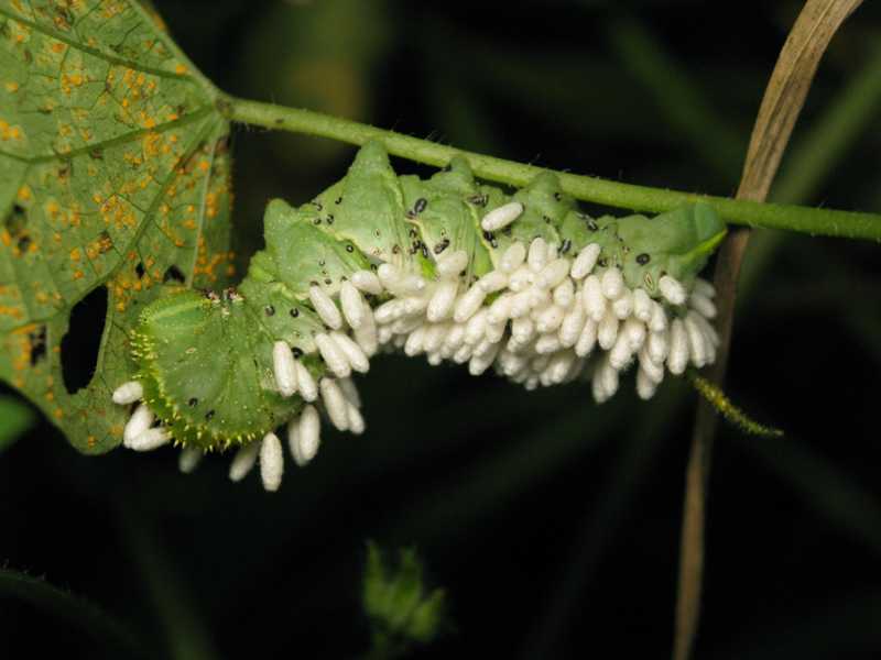 Beneficial insects